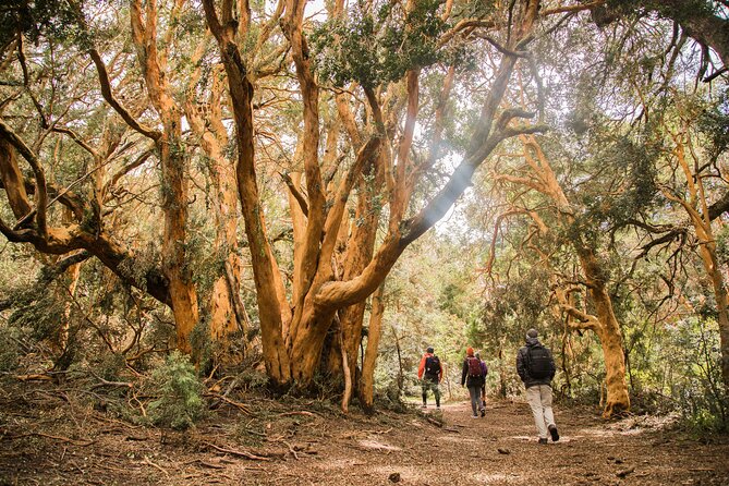 Bariloche: Boat Trip to Victoria Island and the Arrayanes Forest - Inclusions and Amenities