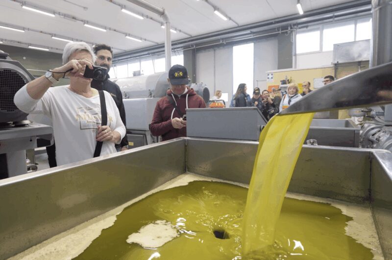 Barletta-Andria-Trani: oil mill tour and oil tasting - Introduction