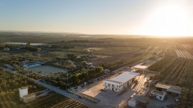 Barletta-Andria-Trani: oil mill tour and oil tasting - The Sum Up