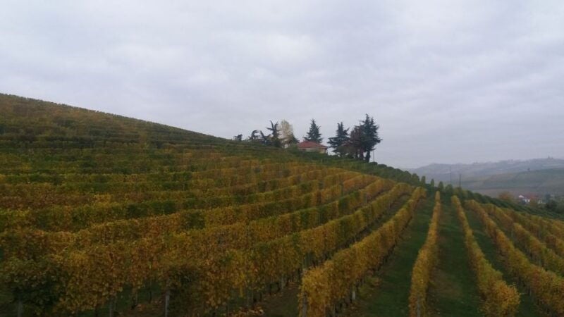 Barolo: Truffle Hunting and Wine Tasting - Good To Know