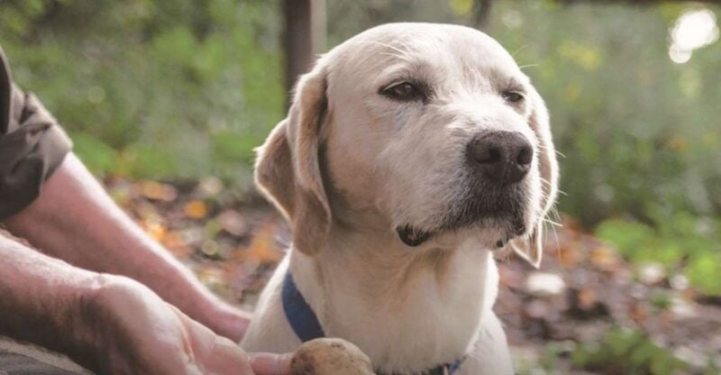 Barolo: Truffle Hunting and Wine Tasting - Is It Worth the Price?