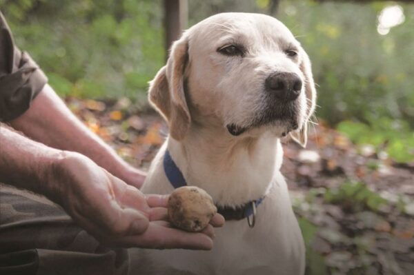 Barolo: Truffle Hunting and Wine Tasting - Frequently Asked Questions
