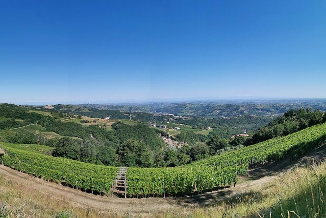 Barolo&Barbaresco Wine Tour With a Local Winemaker - Tour Guide and Driver