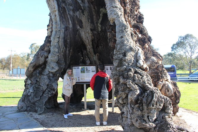 Barossa and Hahndorf Day Trip From Adelaide Including Wine Tasting and Lunch - Drive to Barossa Wine Region