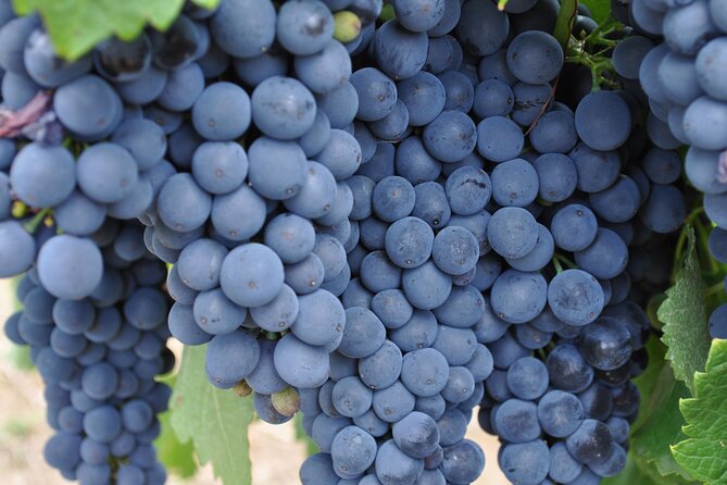 Barossa and Hahndorf Wine Tasting and Sightseeing Tour - Inclusions and Amenities