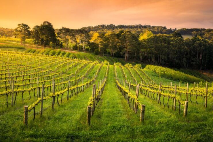 Barossa Small Group Guided Wine Tour - Booking Details