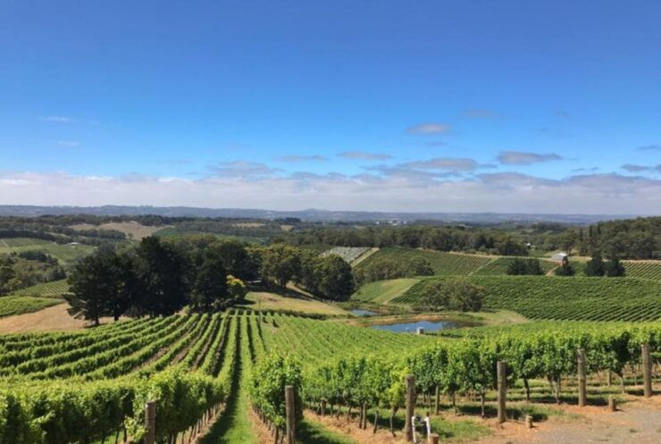 Barossa Valley: Gourmet Food & Wine Tour With Cheese Tasting - Tour Highlights