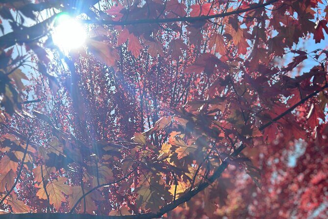 Barossa Valley Scenic Helicopter Flight & Private Wine Tour - Who is This Tour Best For?