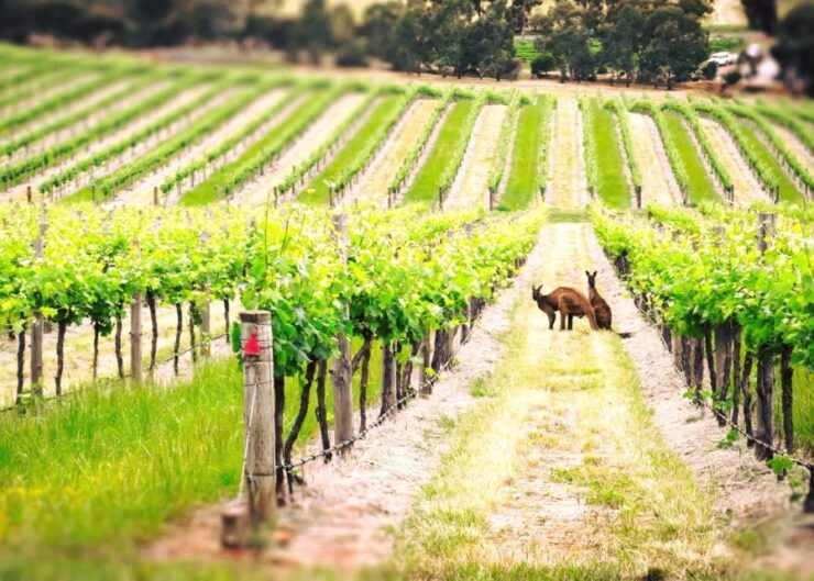 Barossa Valley: Two Hands 1.5-Hour Vineyard Tour - Experience Highlights and Vineyard Exploration