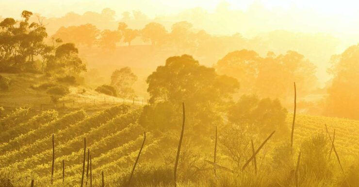 Barossa Valley: Two Hands Flagship Vineyard Experience - Experience Overview