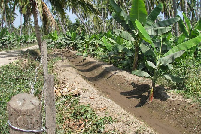 Barra De Navidad and Plantations - Discovering Picturesque Towns