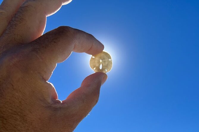 Barrier Island Small-Group Shellfish Hunt With Naturalist  - Naples - The Sum Up