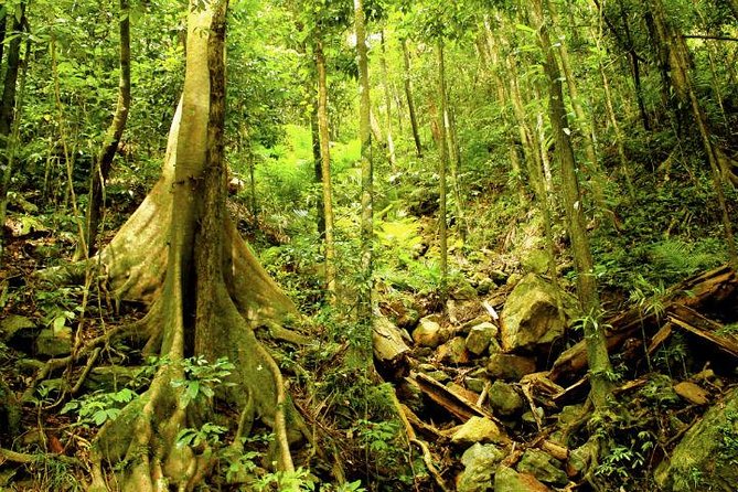Barron Gorge and Kuranda National Park Half Day Rainforest and Waterfall 4WD Tour From Cairns - Nature and Wildlife Encounters