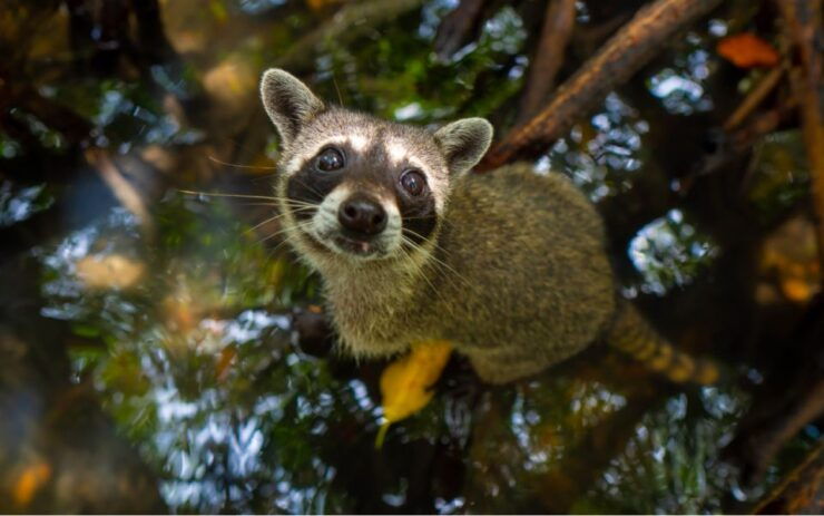Baru Mangroves Tour Luminous Plankton - Activity Itineraries and Highlights