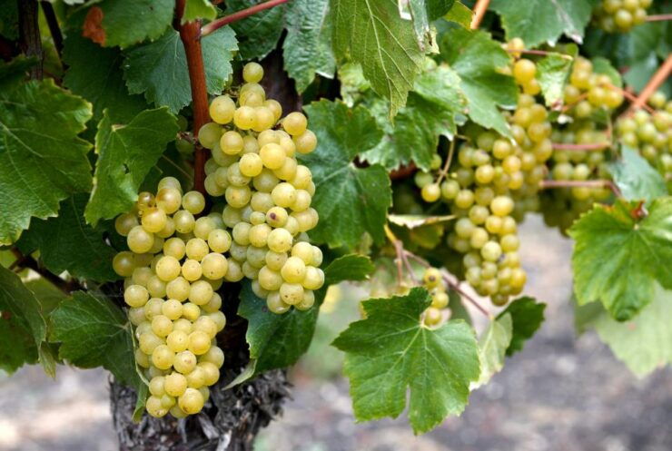 Basel's Cheese, Wine, and Vineyard Visit Private Tour - Tour Booking Details