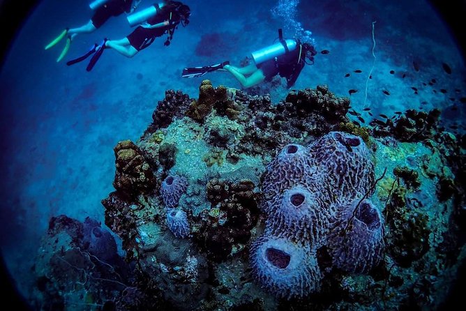 Basic Diver ( One Day Experience) - Questions