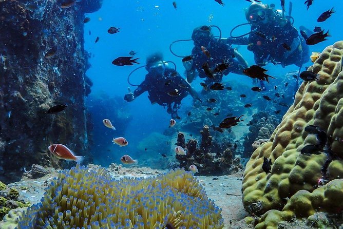 Basic Diver ( One Day Experience) - Common Questions