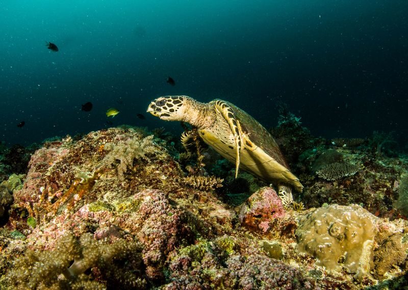 Basic Diving for Beginners - The underwater session: close guidance, real marine life