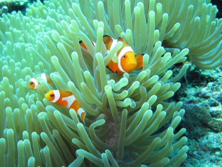 Basic Fun Dive at Menjangan Island - Itinerary Details