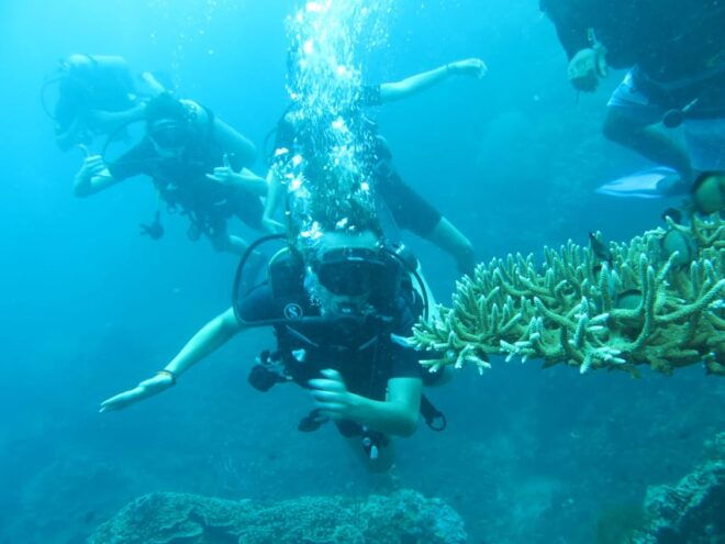 Basic Fun Dive at Menjangan Island - Experience the Underwater World