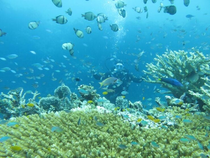 Basic Fun Dive At Menjangan Island - Instructors Guidance and Language
