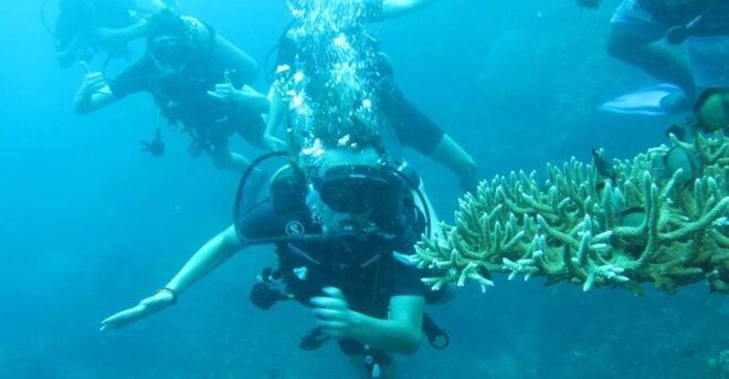Basic Fun Dive At Menjangan Island - Pickup Information and Guidelines