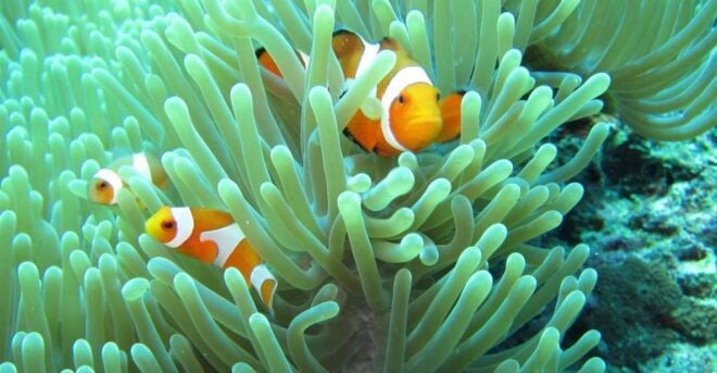 Basic Snorkeling at Menjangan Island - Inclusions