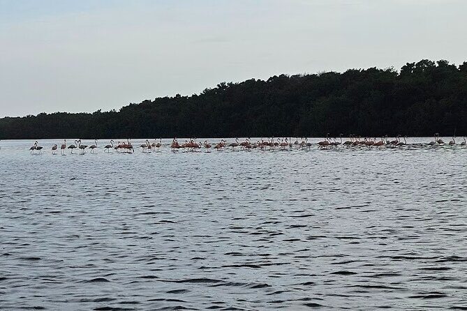 Basking in Nature during a Caroni Bird Sancturary Tour - What Youll See and Learn