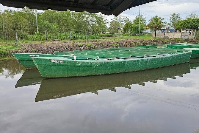 Basking in Nature during a Caroni Bird Sancturary Tour - What Makes It Stand Out