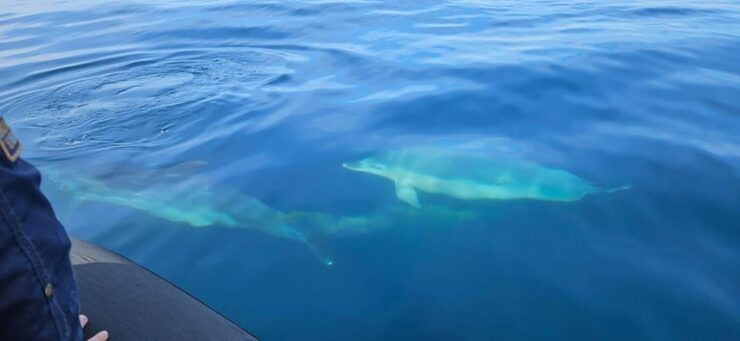 Basque Country: Dolphin Watching Boat Trip - Key Points