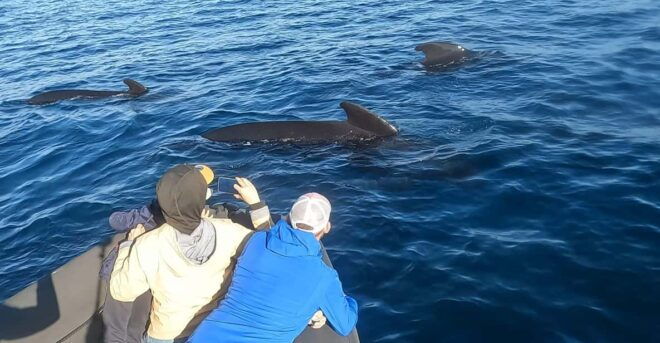 Basque Country: Dolphin Watching Boat Trip - Wildlife to Expect