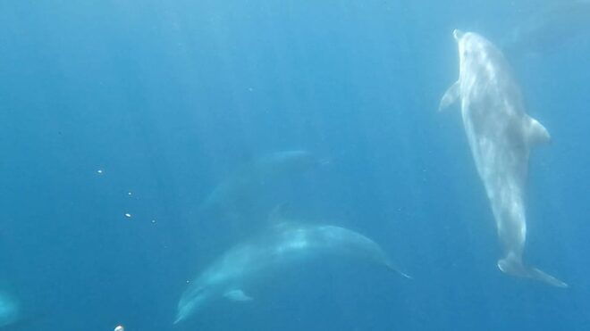 Basque Country: Dolphin Watching Boat Trip - Amenities Included