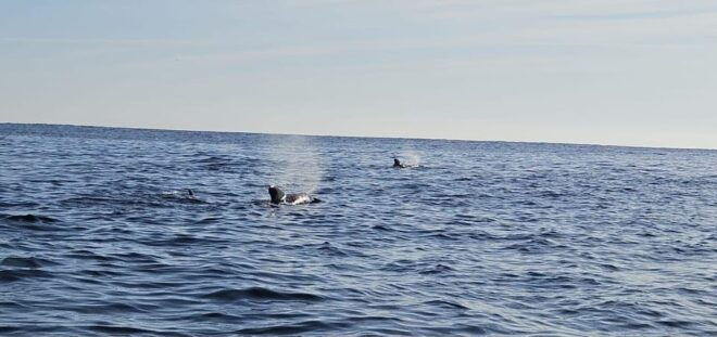 Basque Country: Dolphin Watching Boat Trip - Participant Restrictions