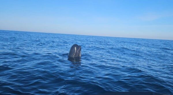 Basque Country: Dolphin Watching Boat Trip - Booking and Cancellation Policy