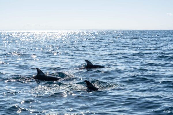 Basque Country: Dolphin Watching Boat Trip - Tips for a Great Experience