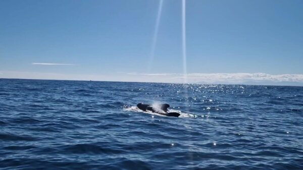Basque Country: Dolphin Watching Boat Trip - Why Choose Basque Country