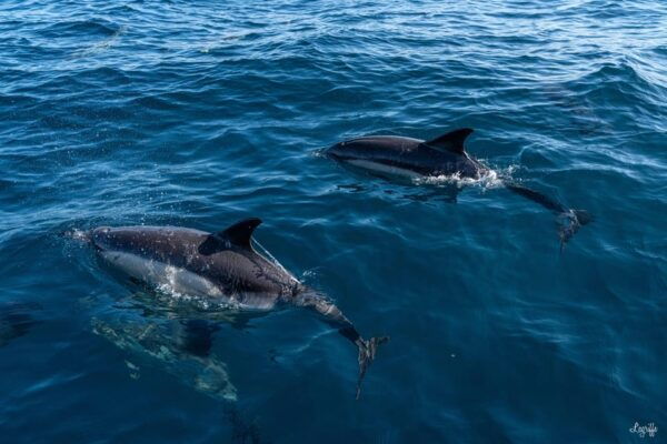 Basque Country: Dolphin Watching Boat Trip - Questions You May Have