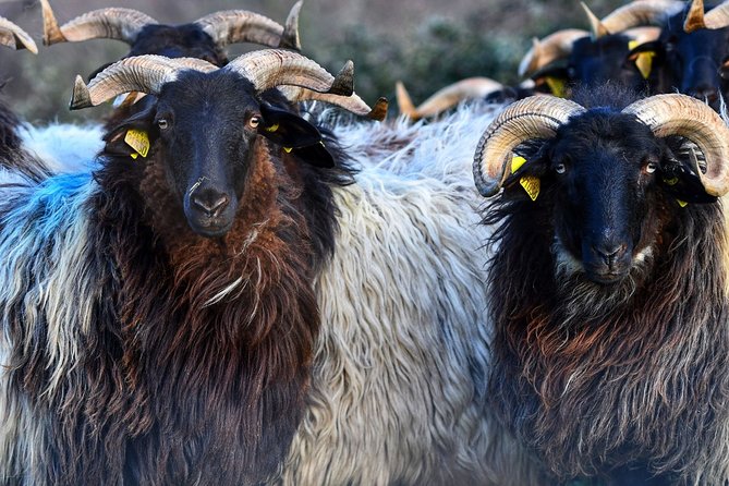 Basque Country Food Tour - Common Questions