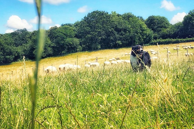 Basque Country Food Tour - The Sum Up