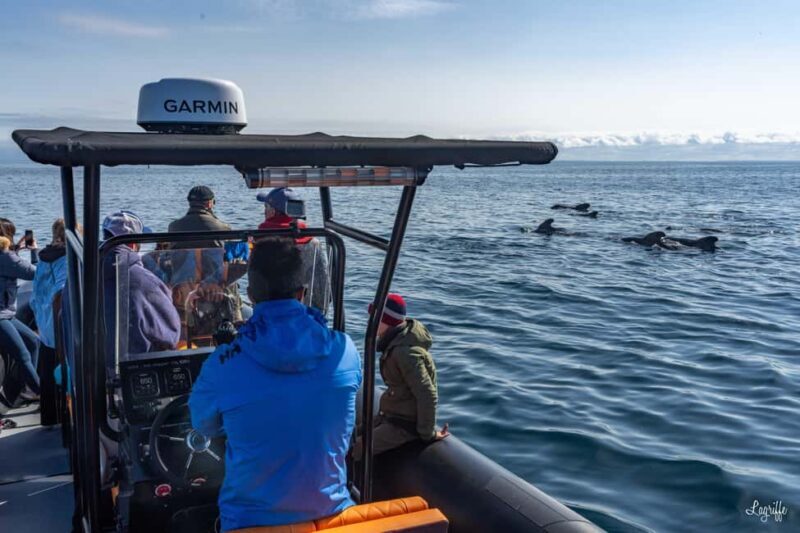 Basque Country : Whale and Dolphin Watching Boat Tours - Good To Know