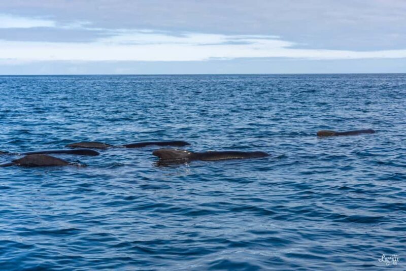 Basque Country : Whale and Dolphin Watching Boat Tours - Unpacking the Experience: What to Expect from the Tour