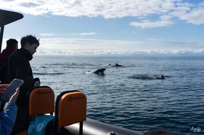 Basque Country : Whale and Dolphin Watching Boat Tours - Whats Included & Practical Tips
