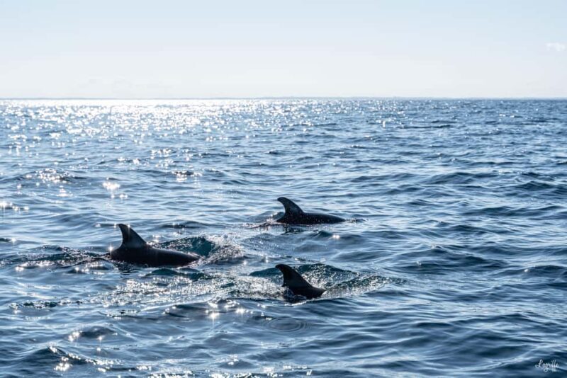 Basque Country : Whale and Dolphin Watching Boat Tours - Final Thoughts: Is This Tour For You?
