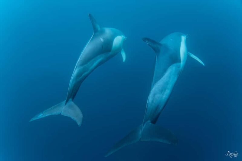 Basque Country : Whale and Dolphin Watching Boat Tours - FAQs