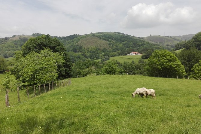 Basque Country Wine and Cheese Tasting Tour From San Sebastián  - San Sebastian - Txakoli Winery Visit and Tasting