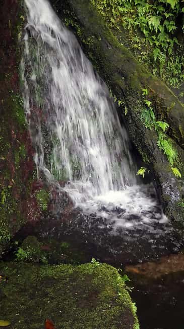 Basseterre Rainforest Hike - Good To Know