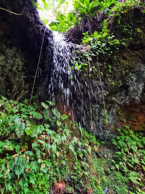 Basseterre Rainforest Hike - Who Will Love This Tour?