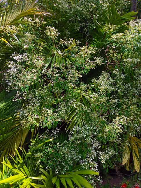 Basseterre Rainforest Hike - Final Thoughts: Why Choose the Basseterre Rainforest Hike?