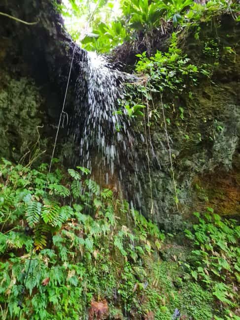 Basseterre Rainforest Hike - FAQs