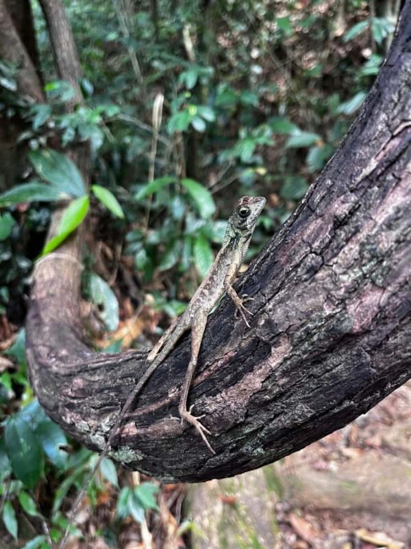 Bat Watching & Cinnamon experience -Koggala - Good To Know